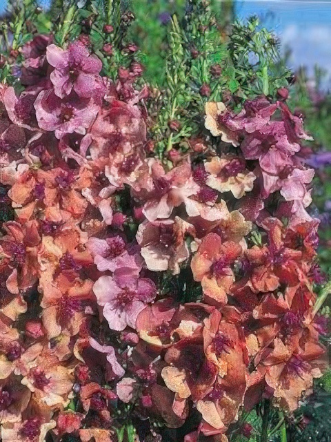 VERBASCUM SOUTHERN CHARM PL