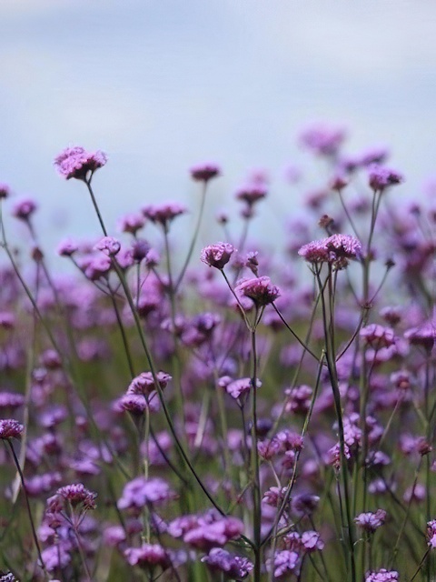 VERBENA VANITY