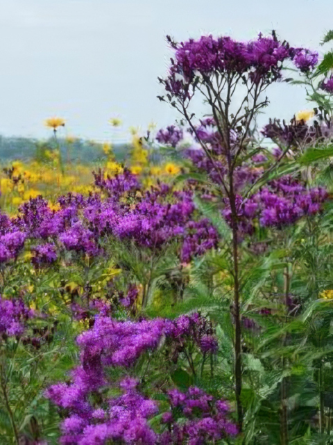 Vernonia altissima