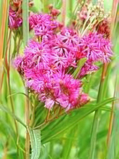 Vernonia fasciculata