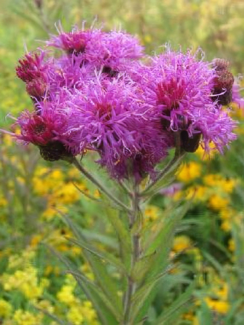 Vernonia missurica