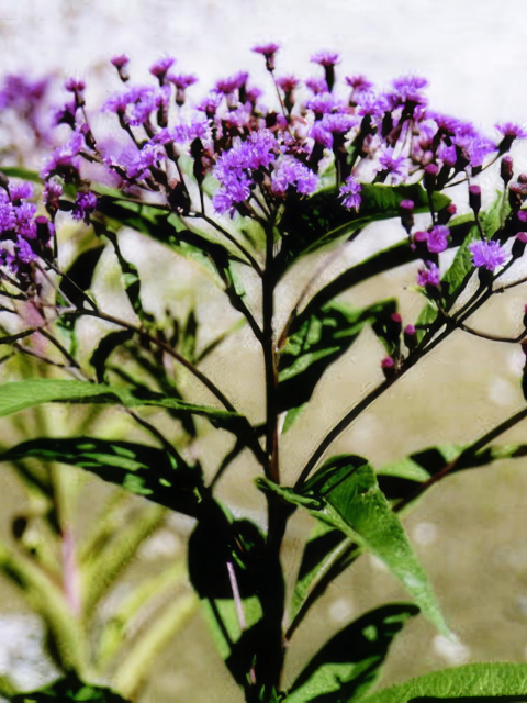Vernonia noveboracensis
