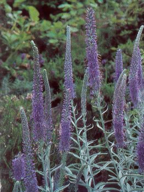 Veronica incana