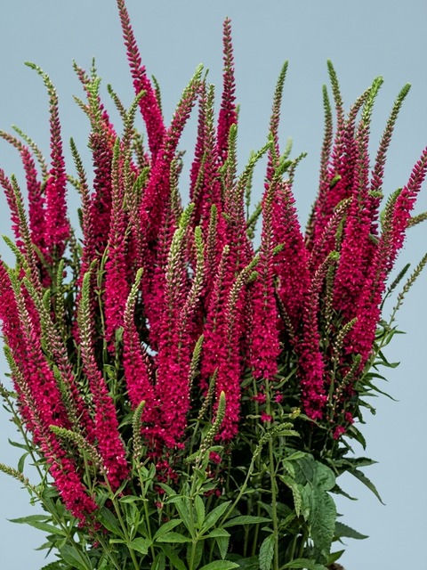 VERONICA RED FOX