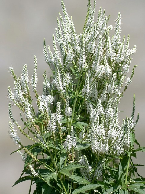 VERONICASTRUM ALBUM